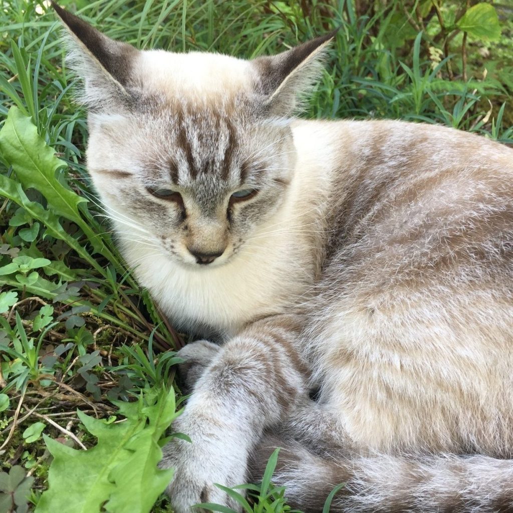 Street-Cat